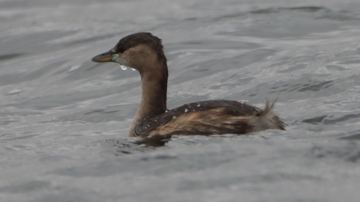 Little Grebe - Bez Bezuidenhout