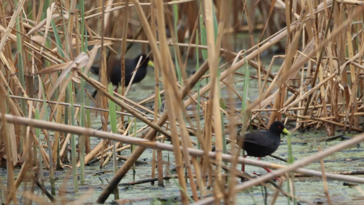 Black Crake - ML623603953