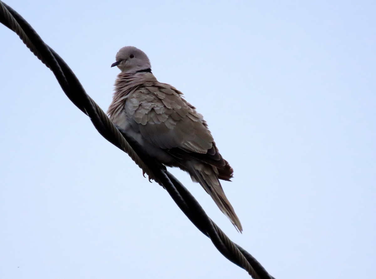 Eurasian Collared-Dove - ML623603958