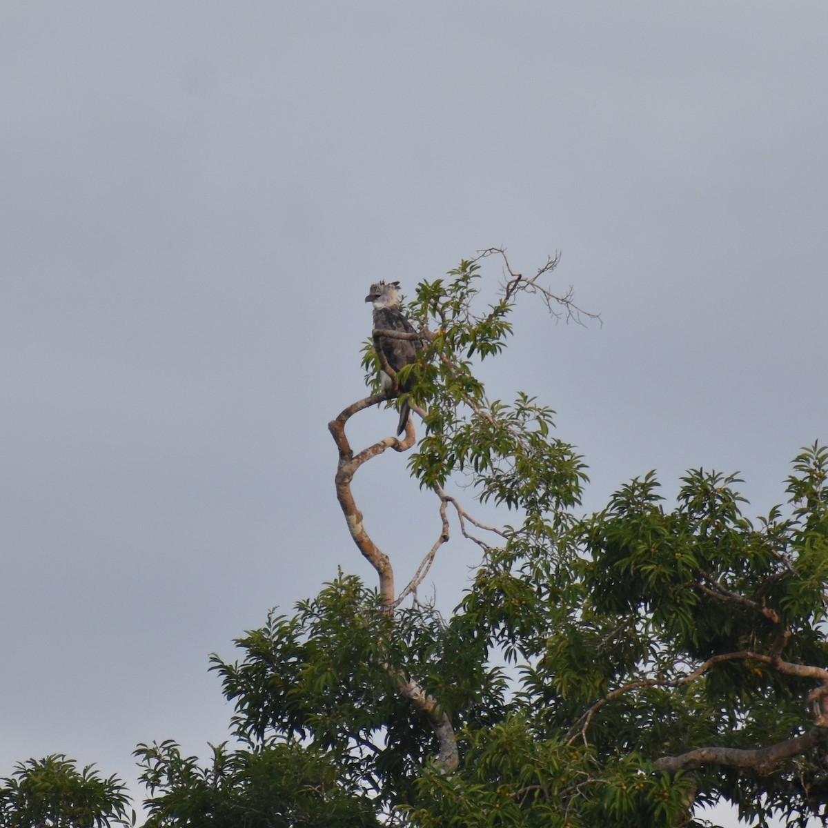 Harpy Eagle - ML623603960