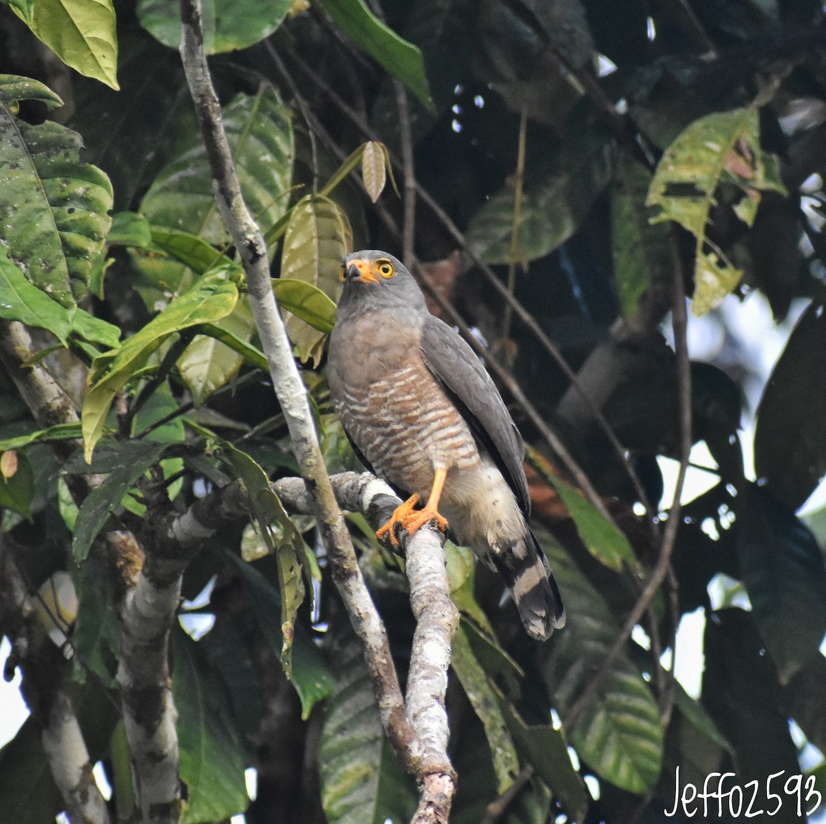 Roadside Hawk - ML623603962