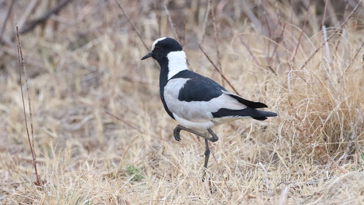 Blacksmith Lapwing - ML623603968