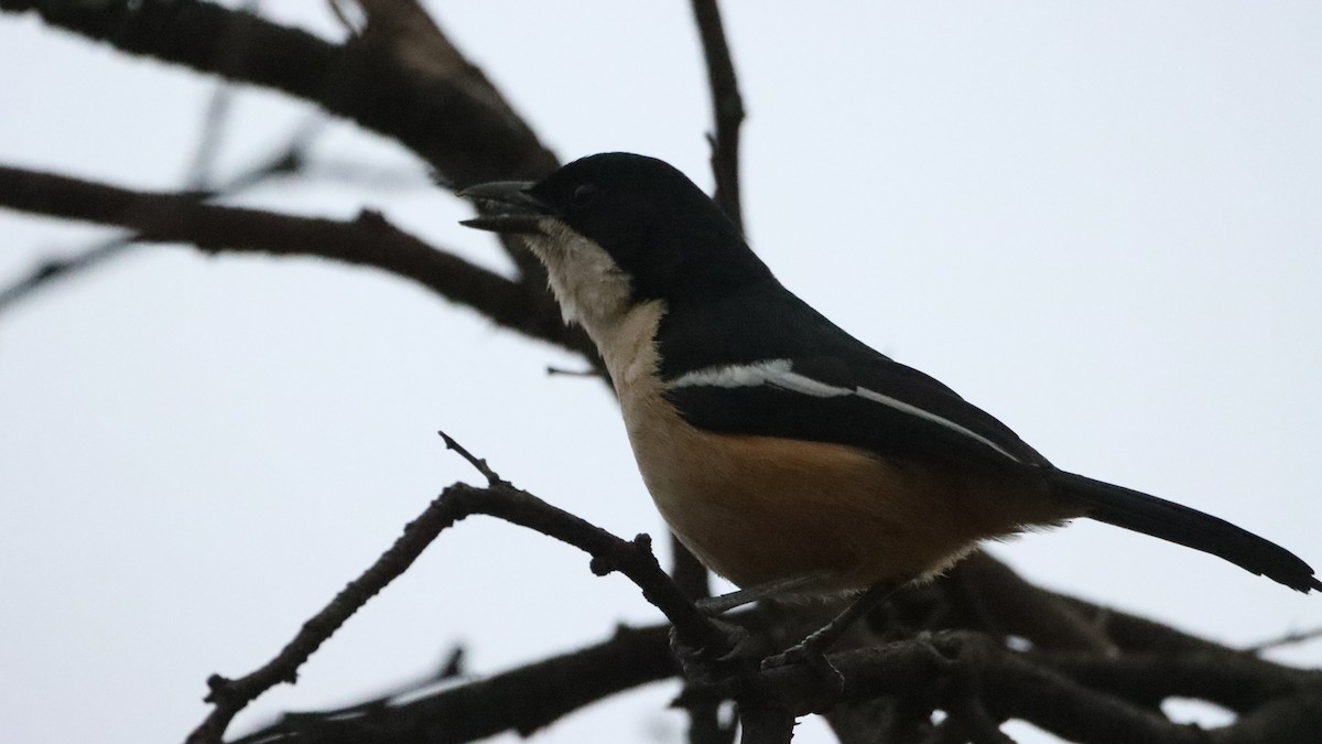 Southern Boubou - ML623603980