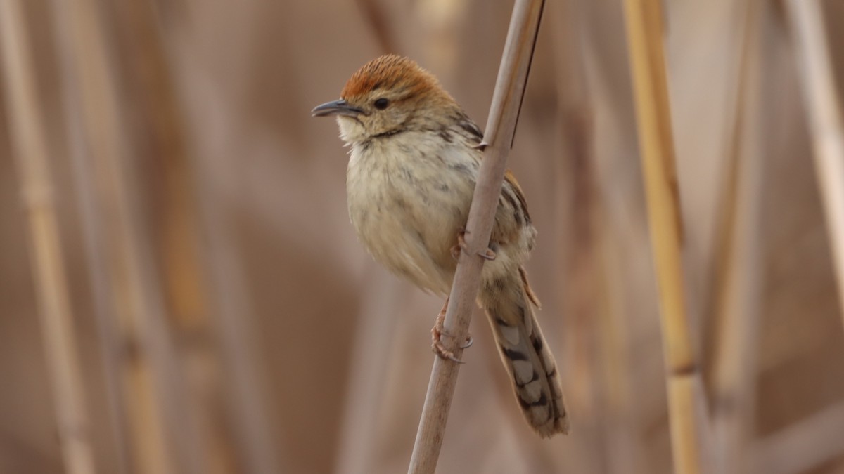 Levaillant's Cisticola - ML623603992