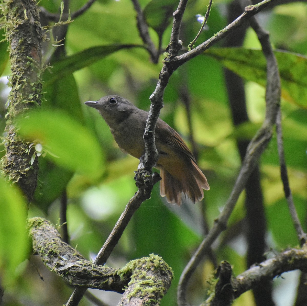 Dusky-throated Antshrike - ML623604014