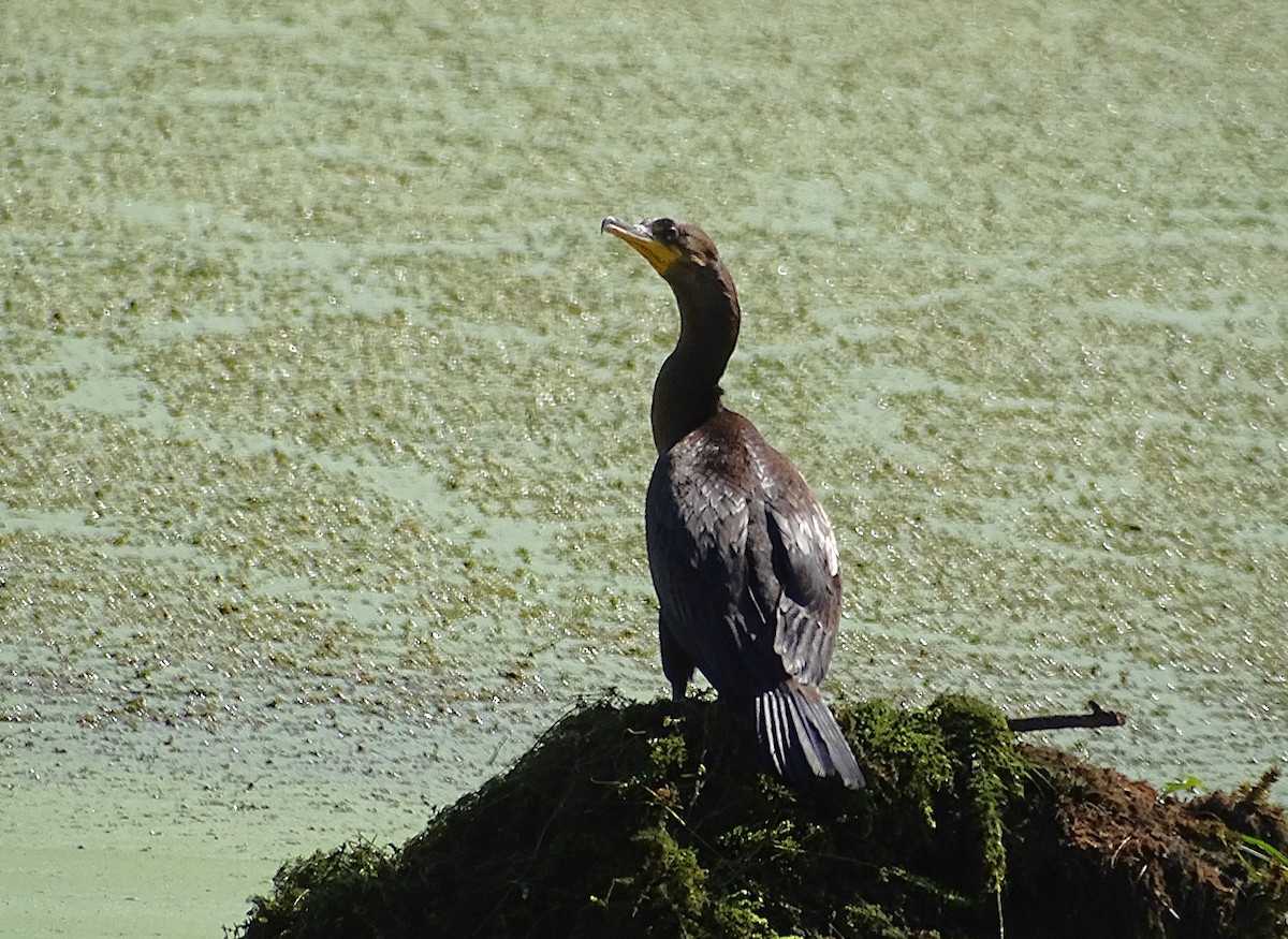 Double-crested Cormorant - ML623604019