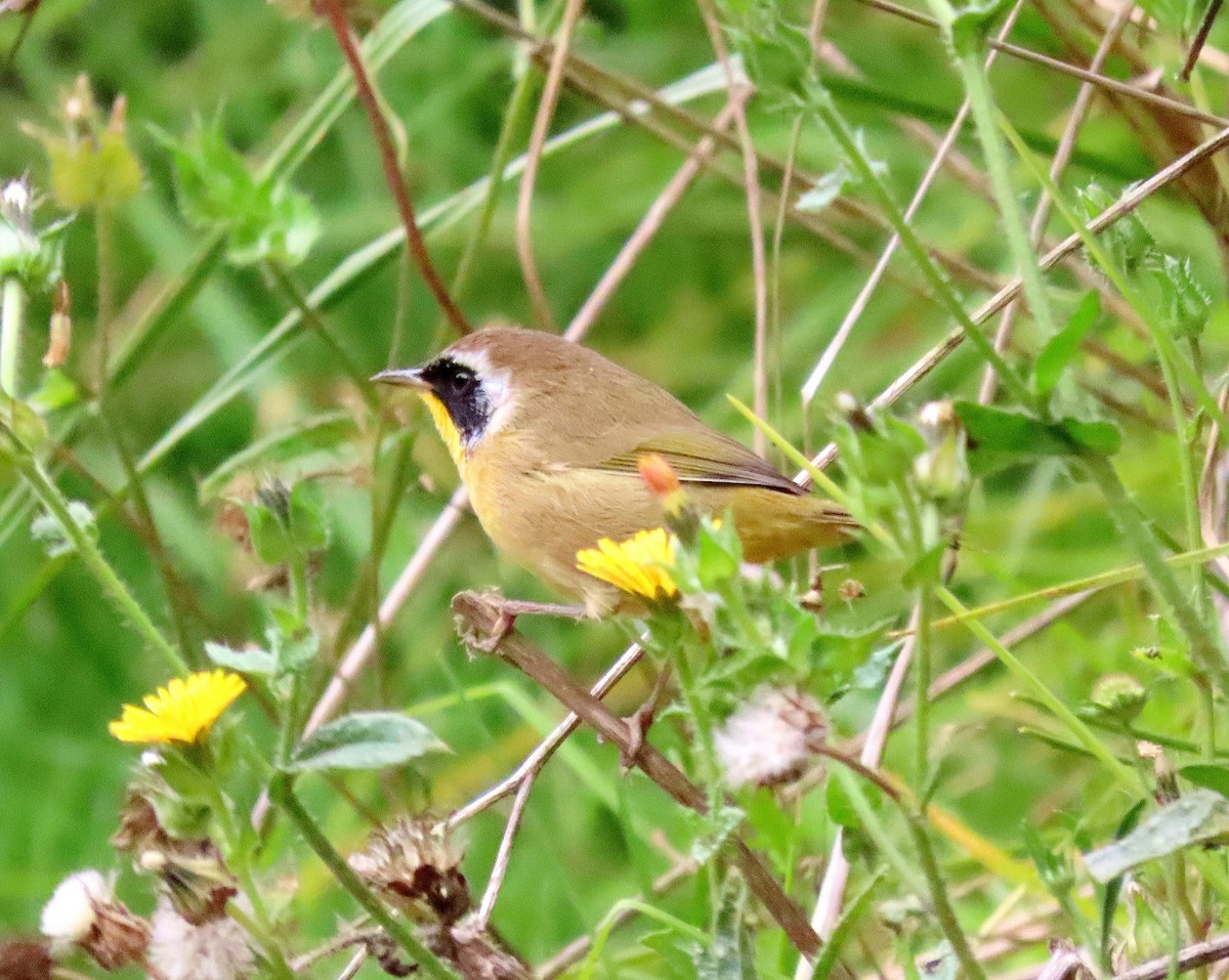 Common Yellowthroat - ML623604023