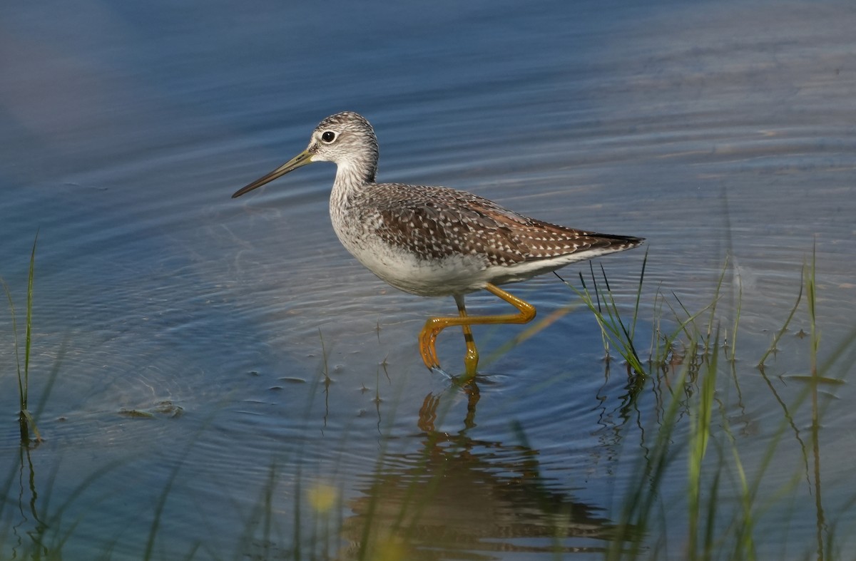 Greater Yellowlegs - Jean-Nicholas Haché