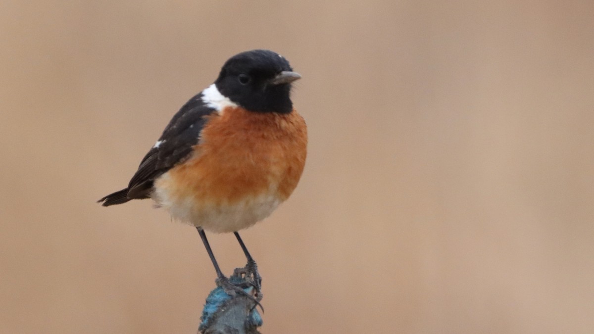 African Stonechat (African) - ML623604034