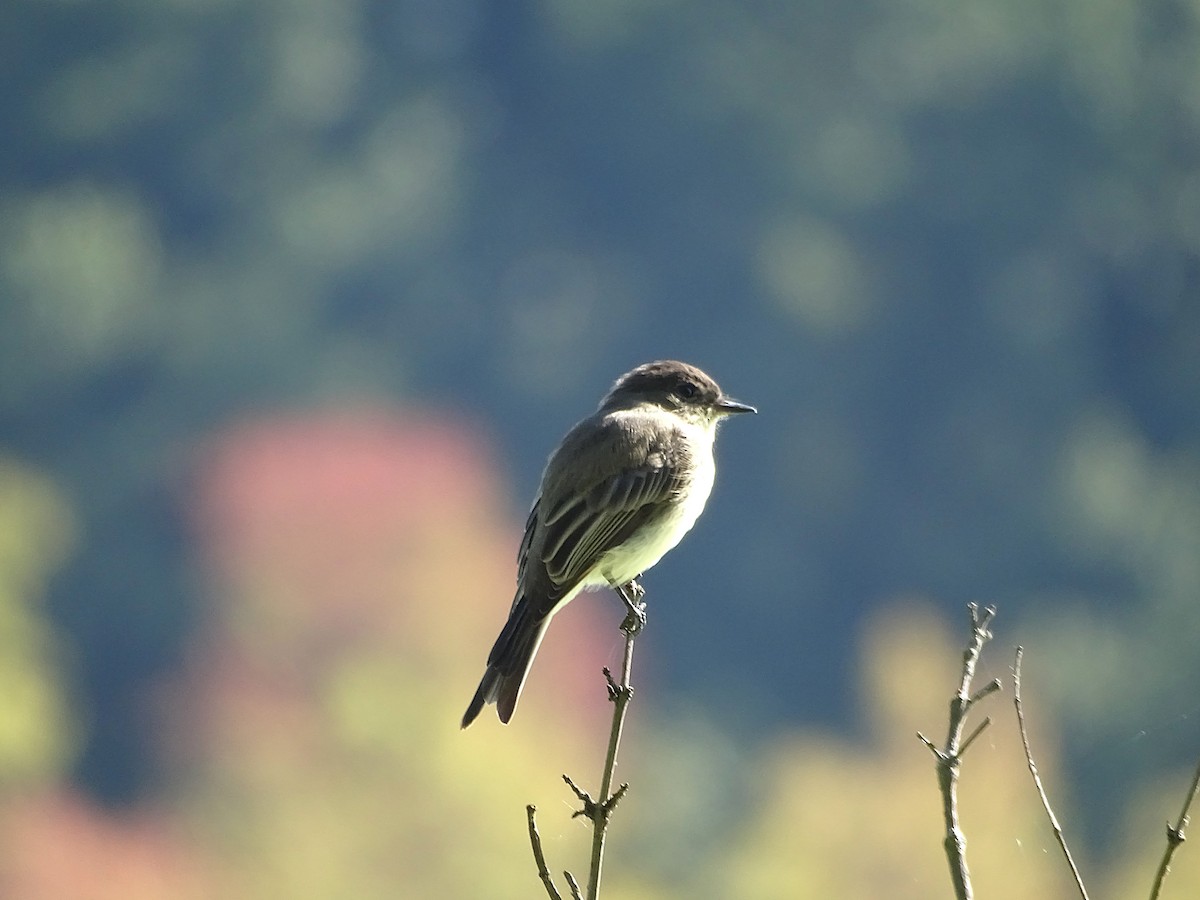 Eastern Phoebe - ML623604038