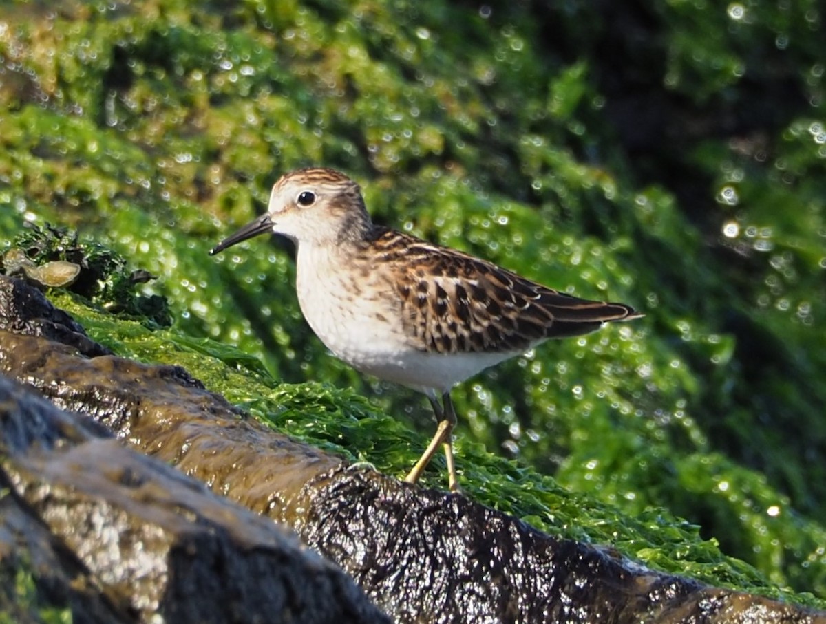 Least Sandpiper - ML623604051