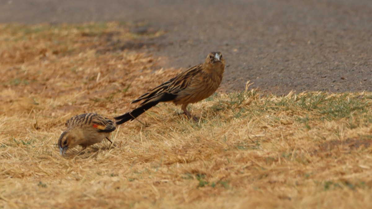 Long-tailed Widowbird - ML623604072