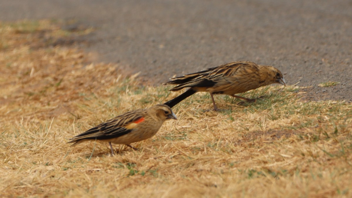 Long-tailed Widowbird - ML623604073