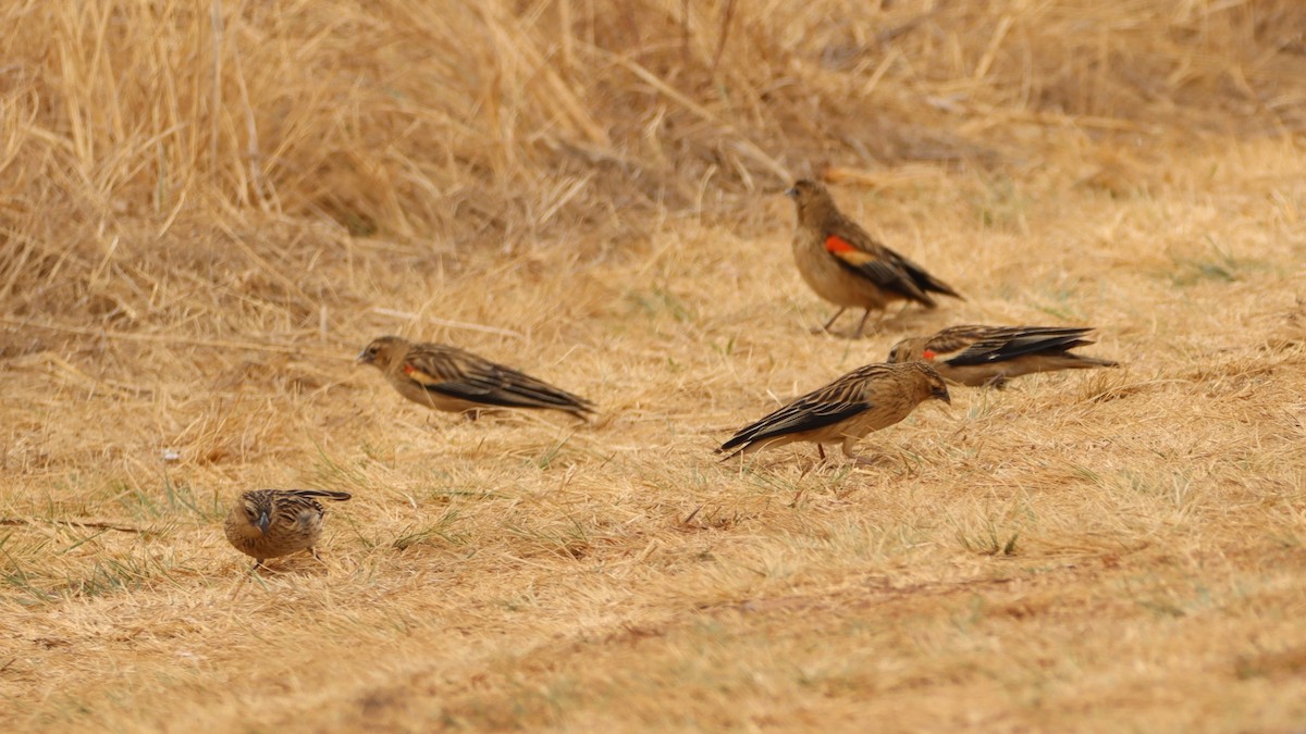 Long-tailed Widowbird - ML623604074