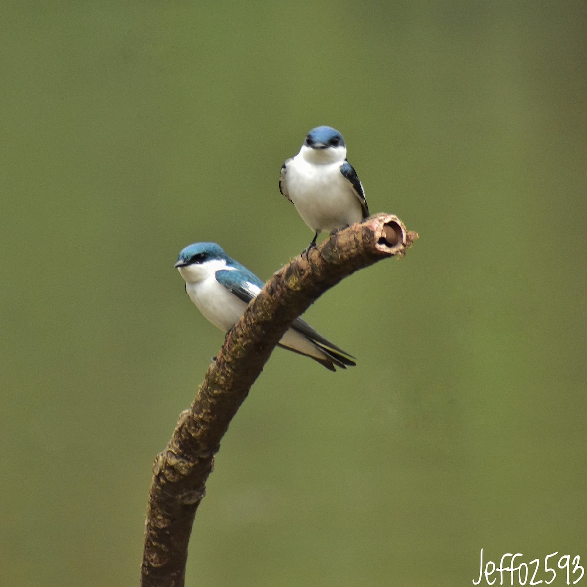 White-winged Swallow - ML623604087