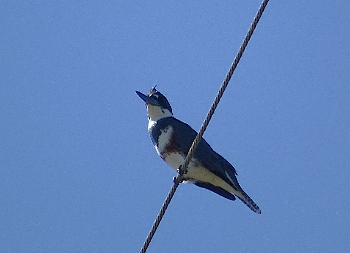 Martin-pêcheur d'Amérique - ML623604088