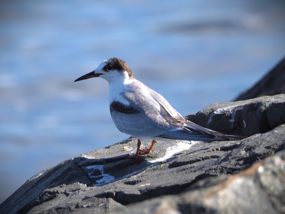 Common Tern - ML623604110