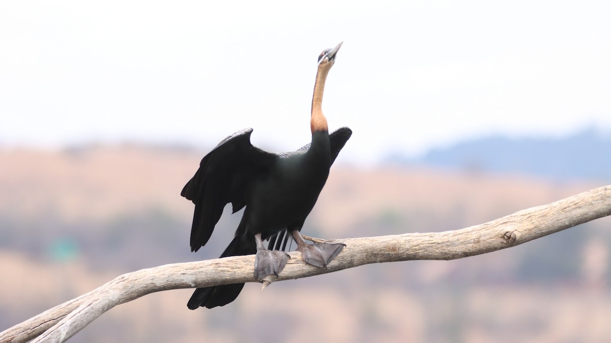 African Darter - ML623604179