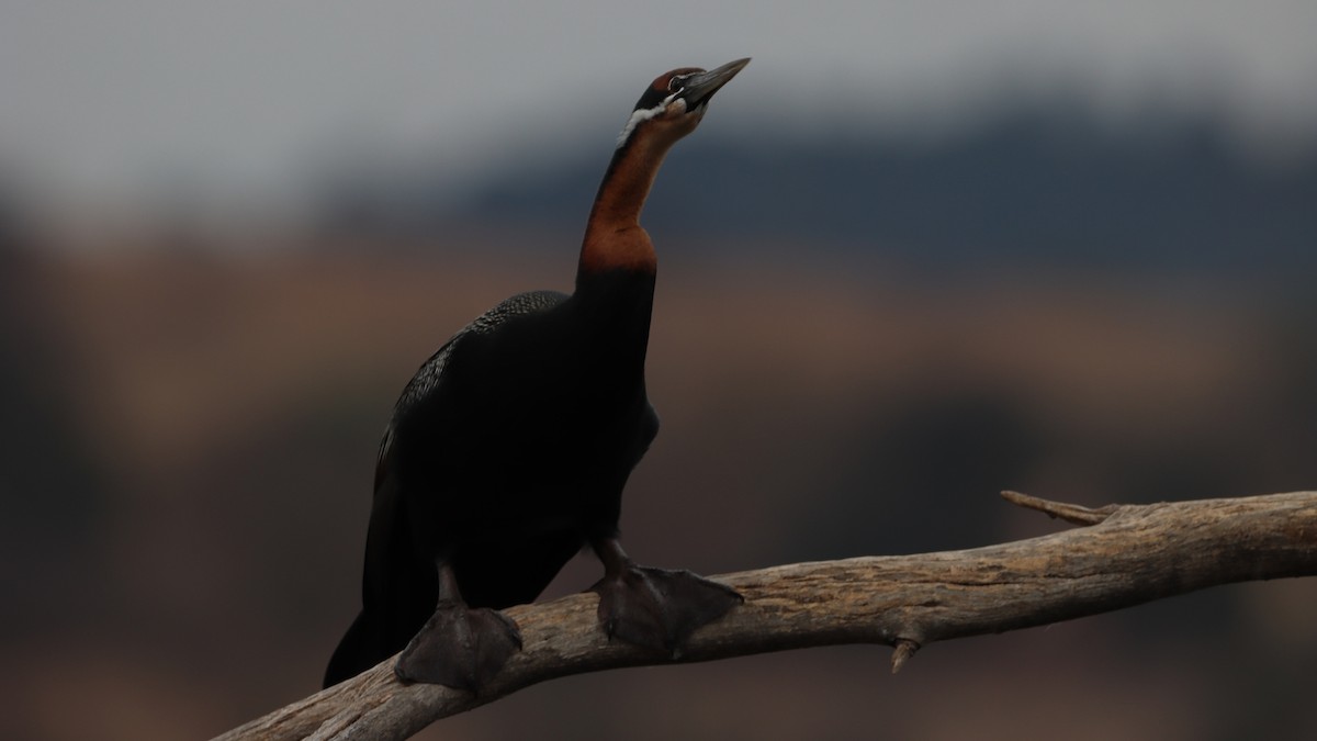 African Darter - ML623604183