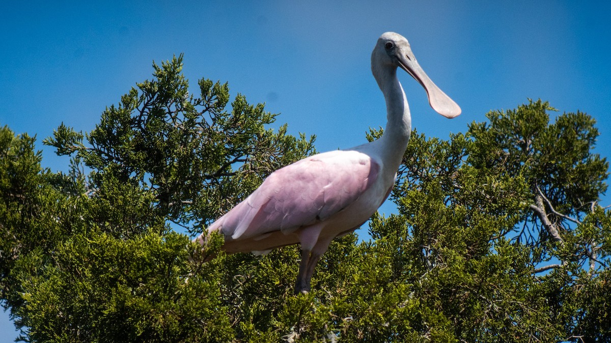 Roseate Spoonbill - Sue Lewis