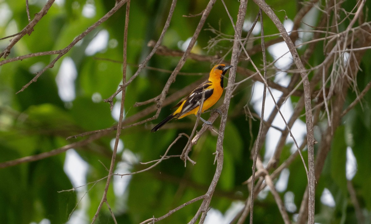 Streak-backed Oriole - ML623604197