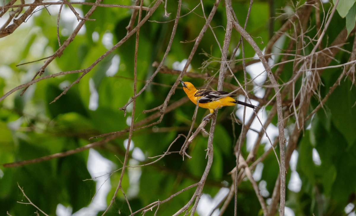 Streak-backed Oriole - ML623604212