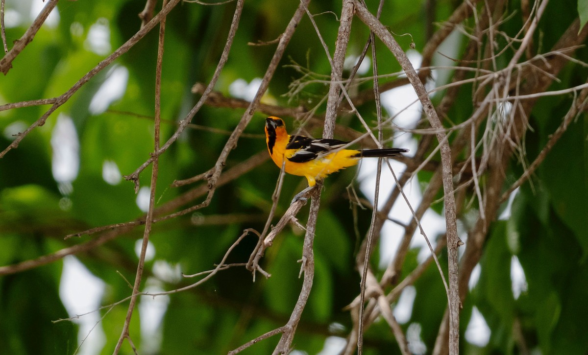 Streak-backed Oriole - ML623604225