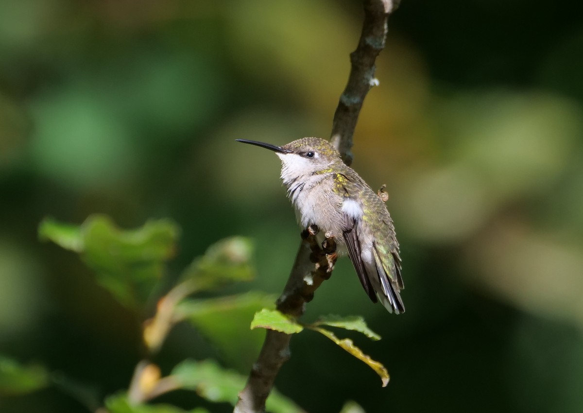 Ruby-throated Hummingbird - ML623604231