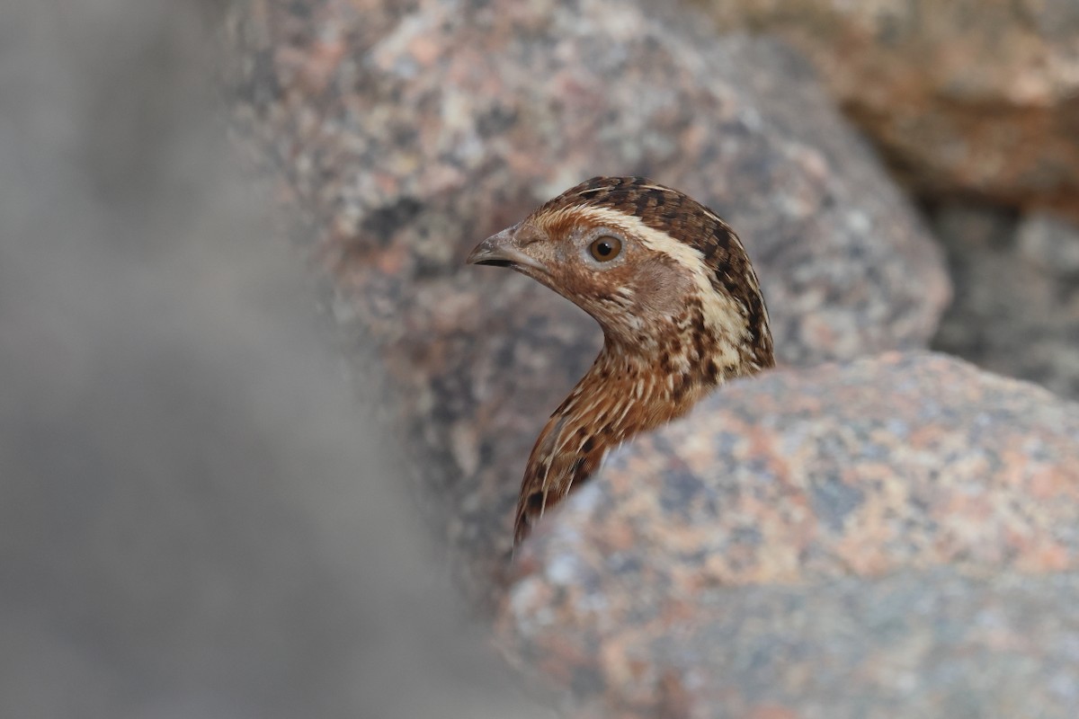 Common Quail - António Gonçalves