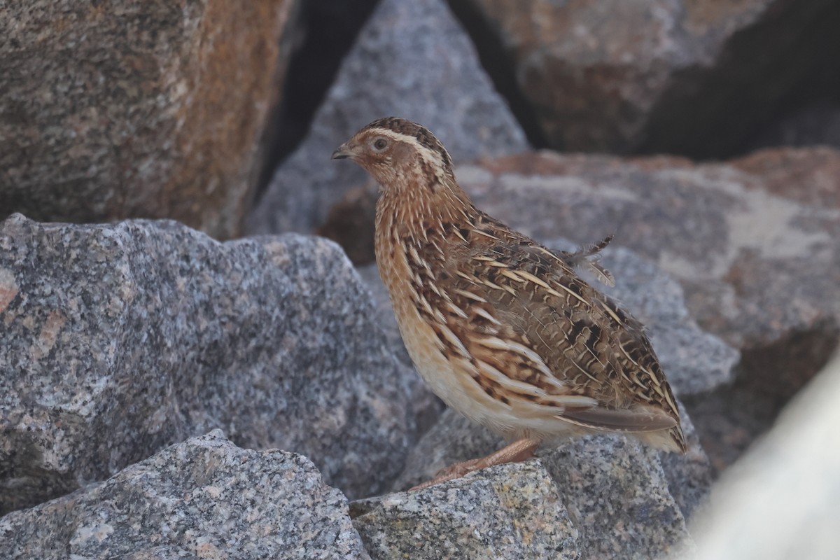 Common Quail - António Gonçalves