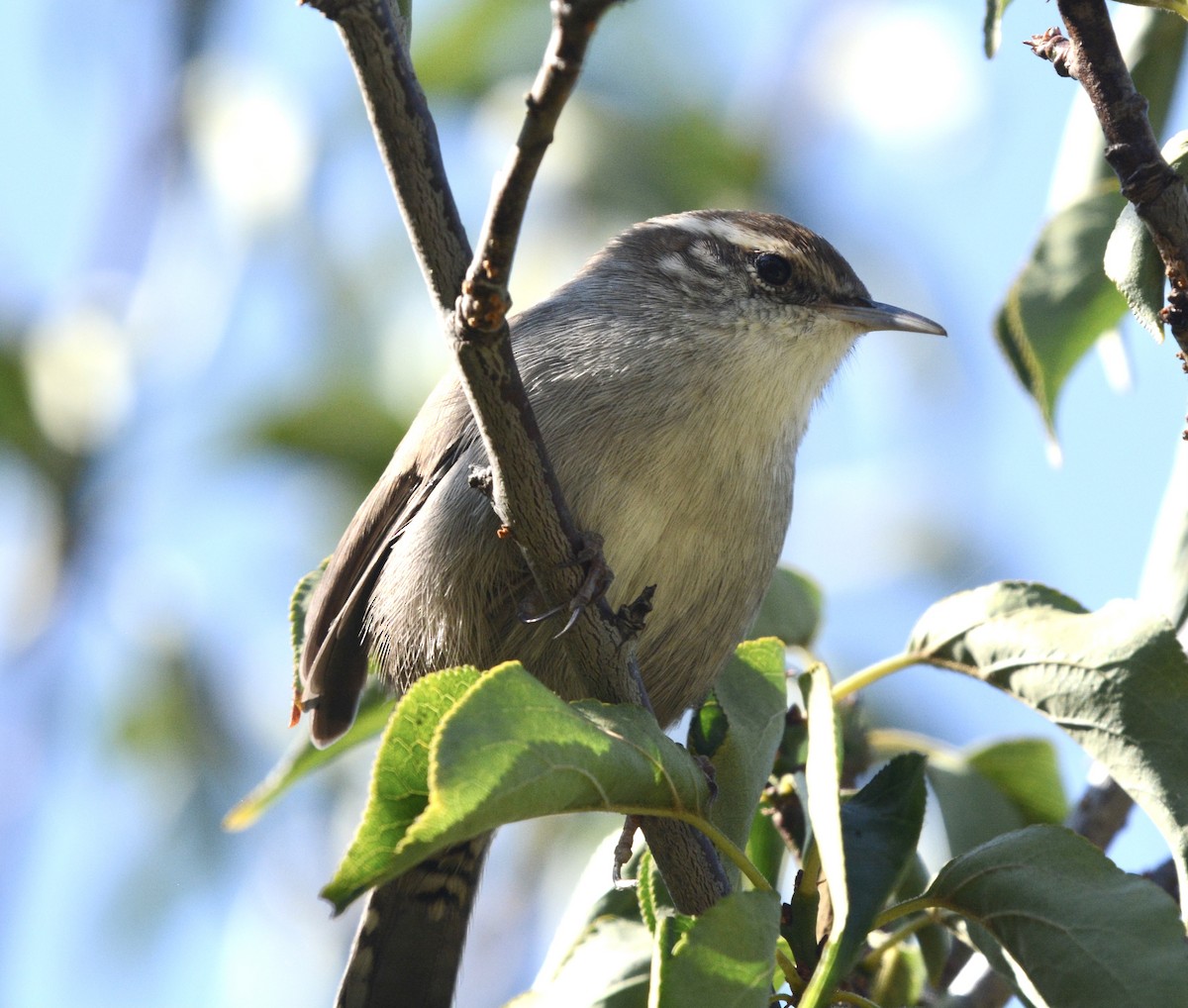 Bewick's Wren - ML623604288