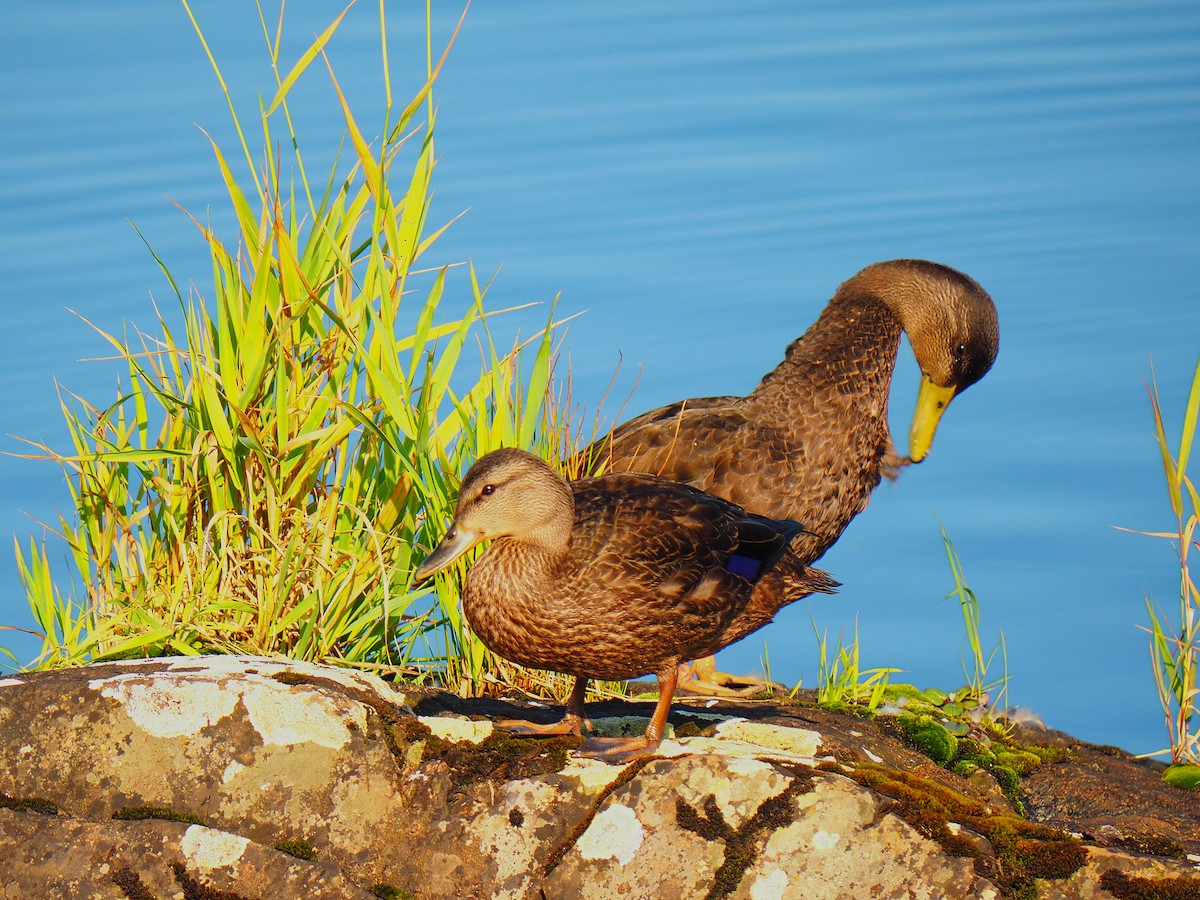 American Black Duck - Sergey Buben