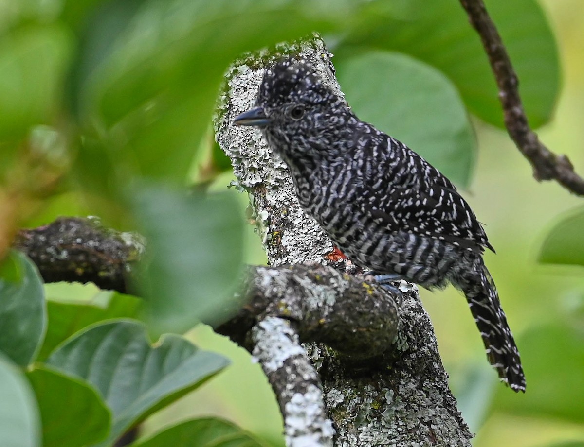 Bar-crested Antshrike - ML623604457