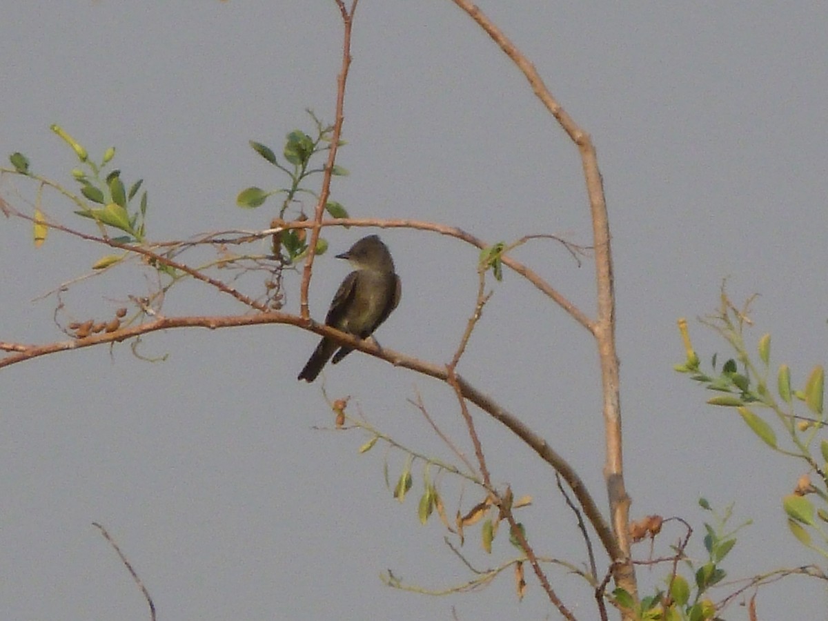 Western Wood-Pewee - ML623604472