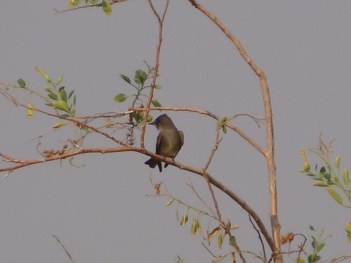 Western Wood-Pewee - ML623604475