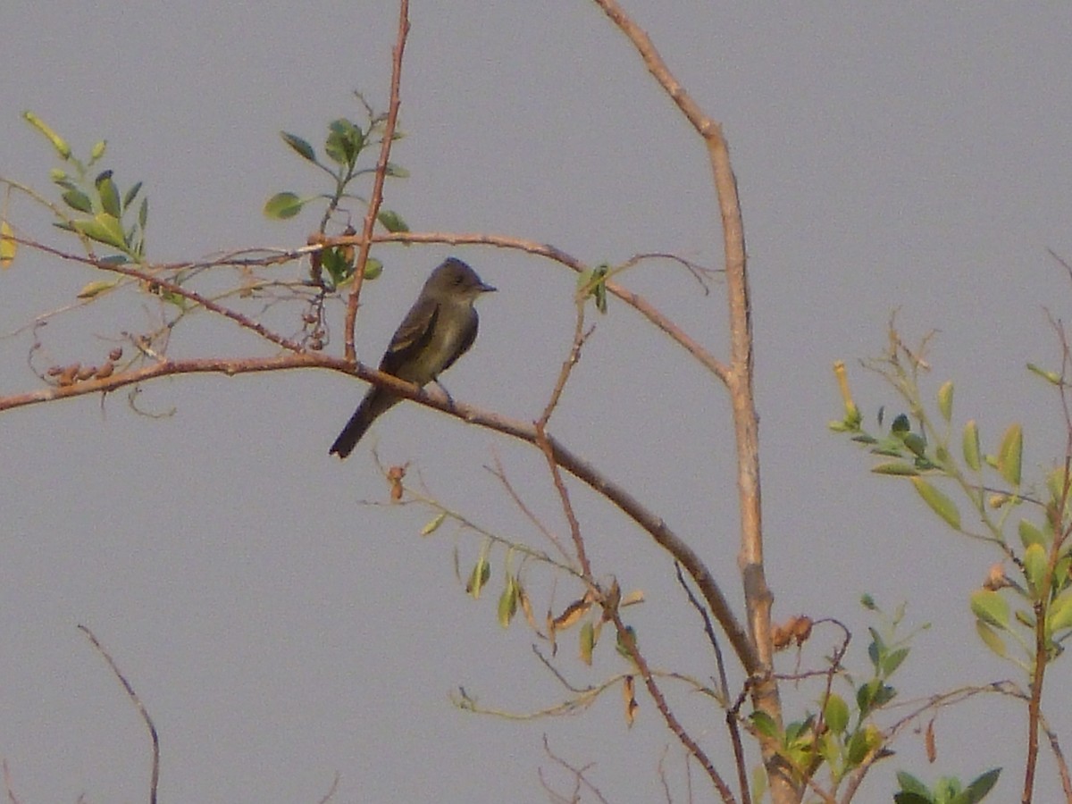 Western Wood-Pewee - ML623604476