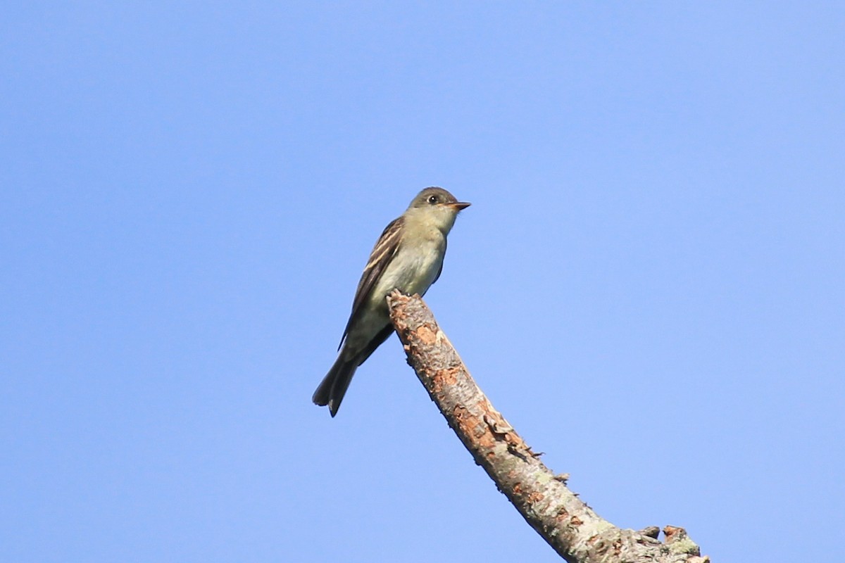 Eastern Wood-Pewee - ML623604508