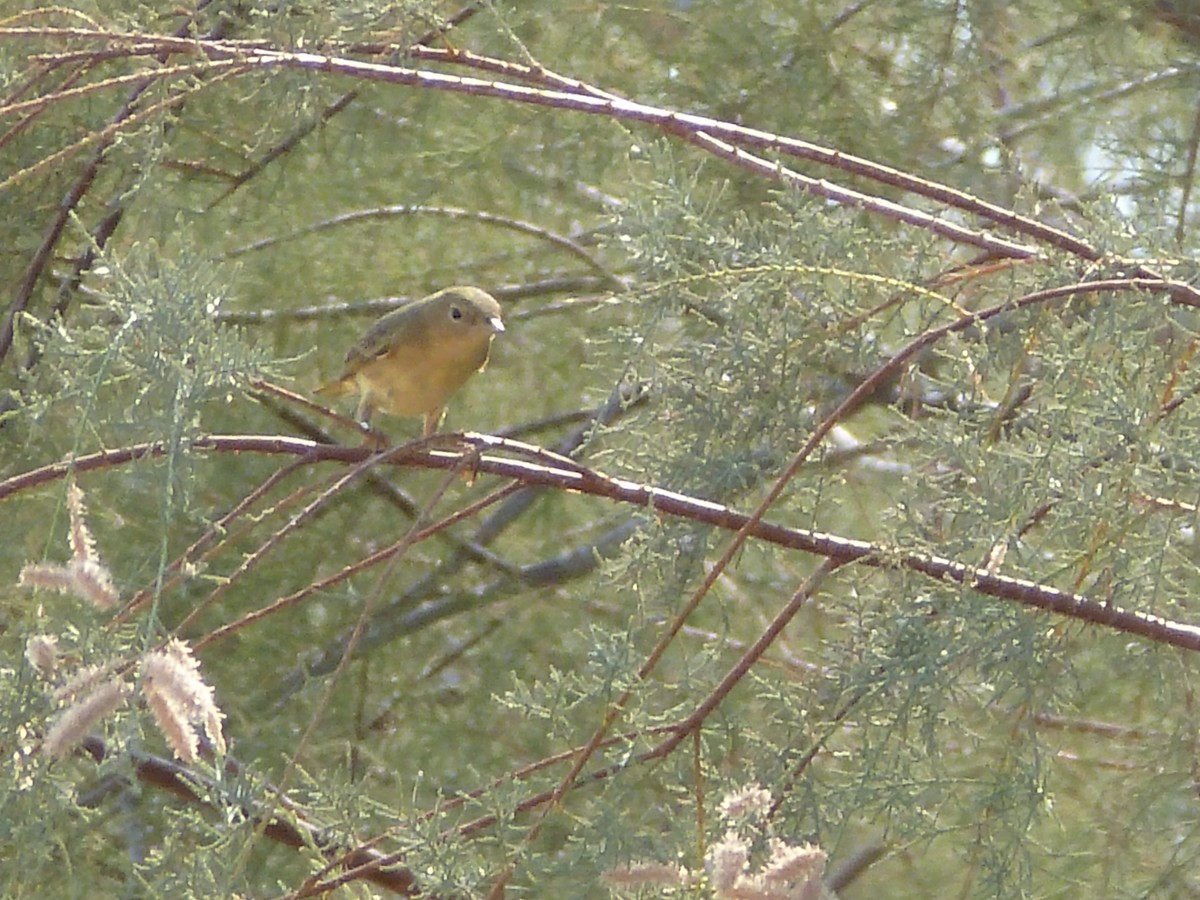 new world flycatcher sp. - ML623604520