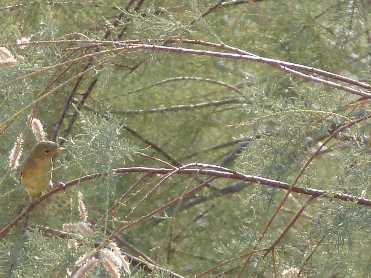 new world flycatcher sp. - ML623604522