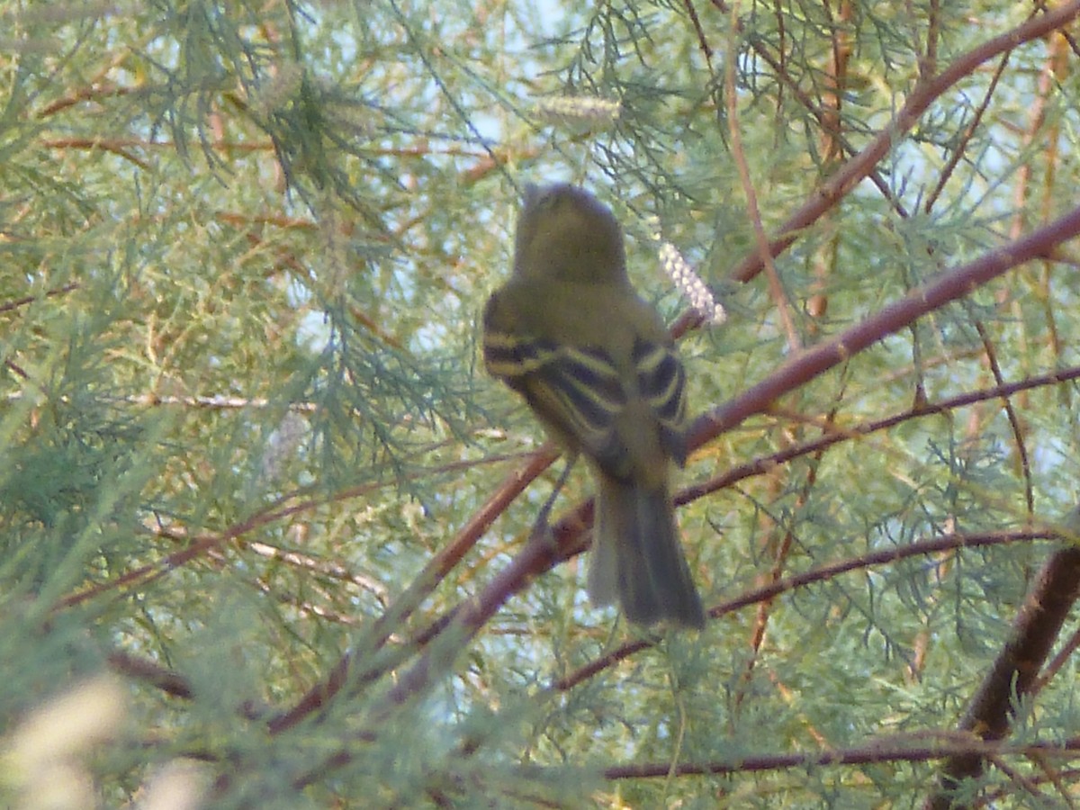 new world flycatcher sp. - ML623604524