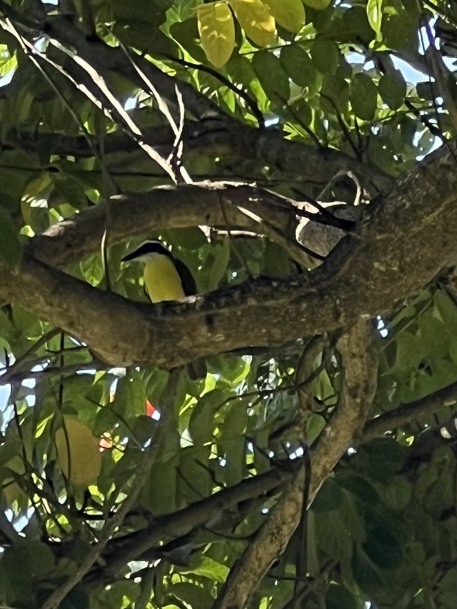 Great Kiskadee - ML623604646