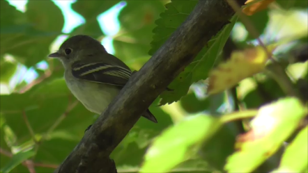 Least Flycatcher - ML623604666