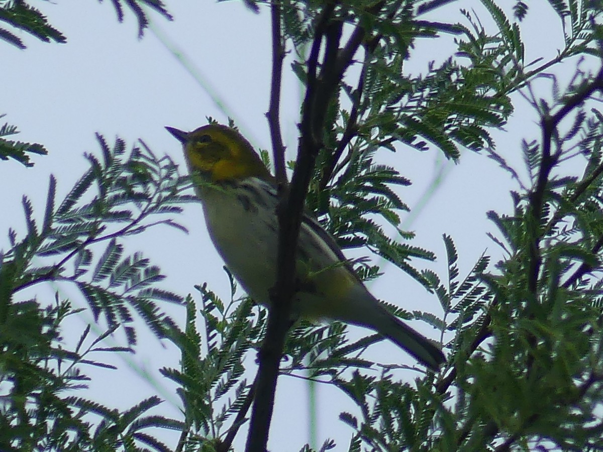 Black-throated Green Warbler - Rebecca Merrill