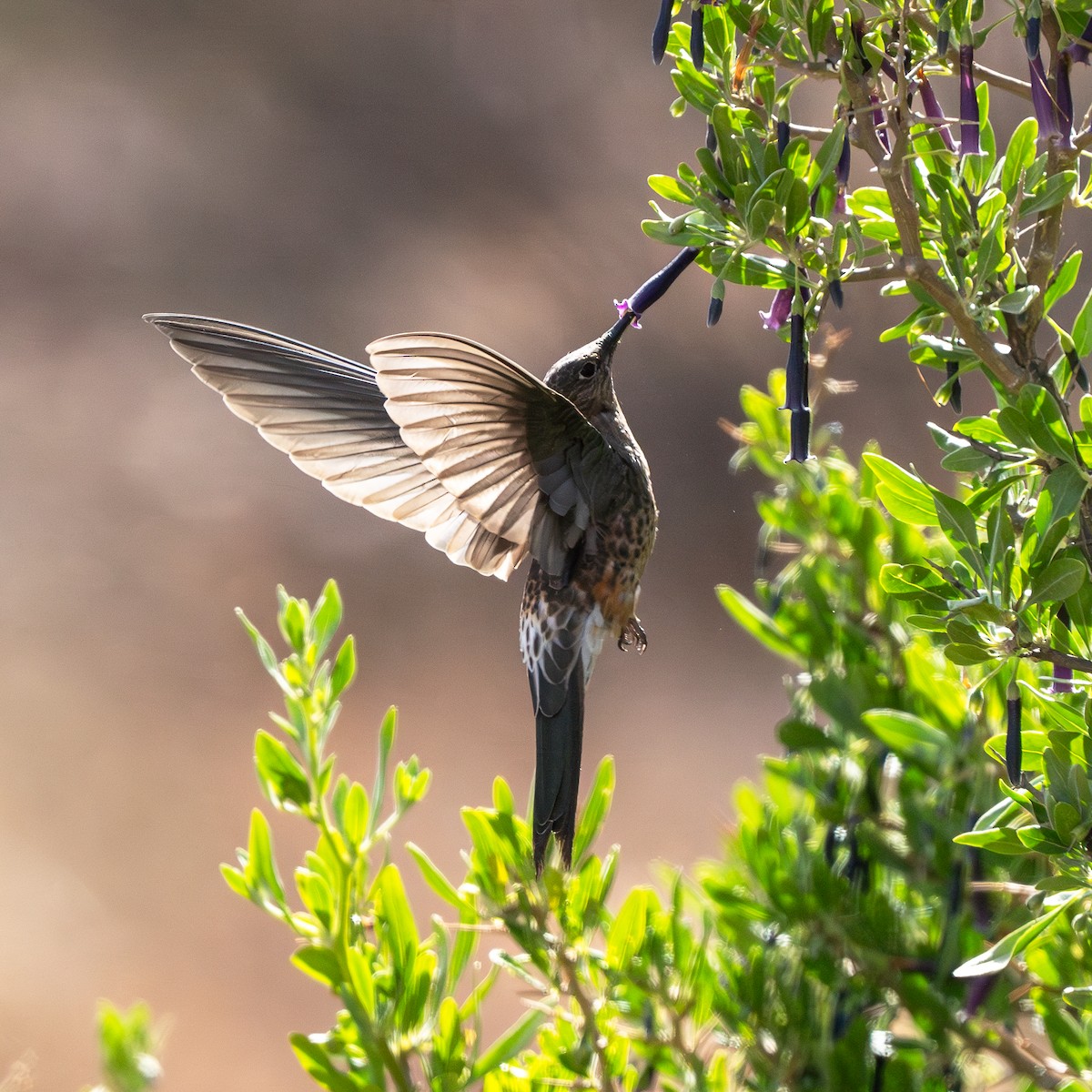 Giant Hummingbird - ML623604674