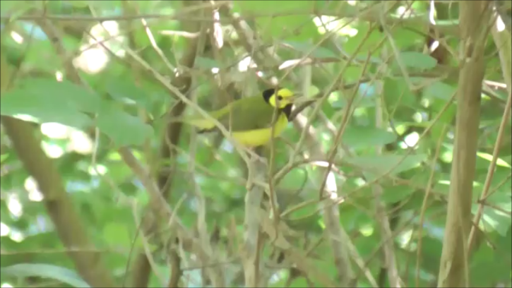 Hooded Warbler - ML623604678