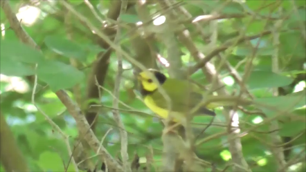 Hooded Warbler - ML623604688