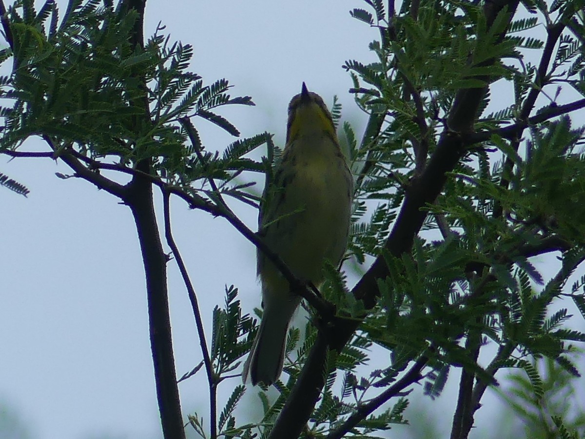 Black-throated Green Warbler - ML623604690