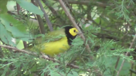 Hooded Warbler - ML623604703