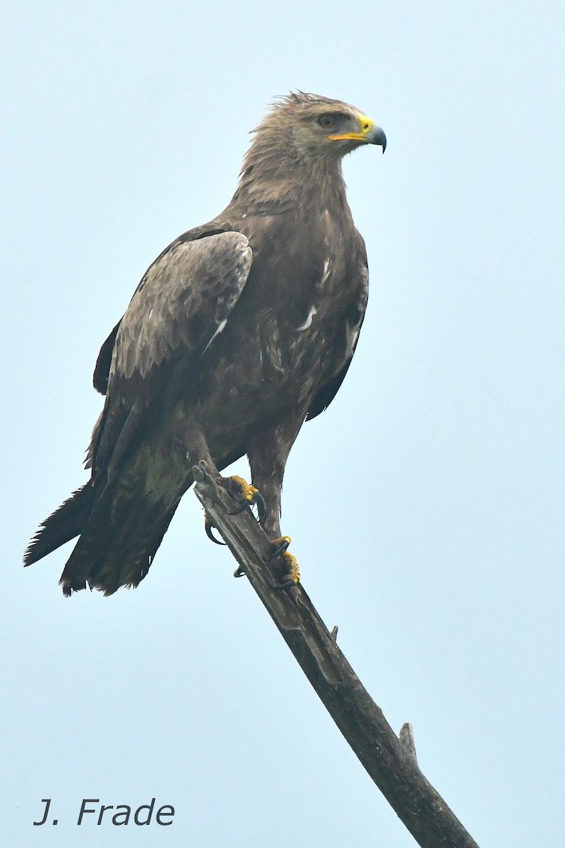 Lesser Spotted Eagle - ML623604710