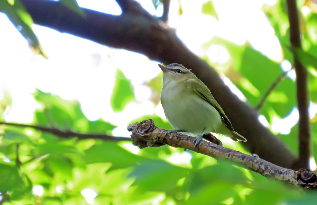 Red-eyed Vireo - ML623604711